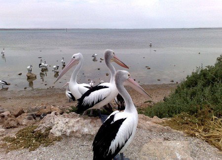 Venus Bay Caravan Park - Holiday Adelaide 1