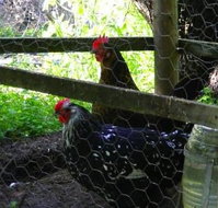 Norma's Place - Holiday Adelaide