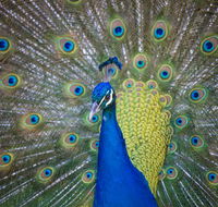 Willunga Peacock Farm Bed and Breakfast - Holiday Adelaide