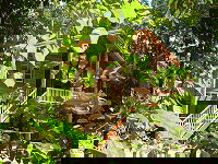 Rivers Edge Rainforest Retreat - Holiday Adelaide 0