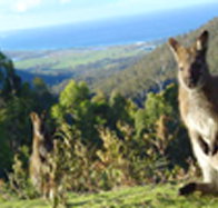 Rainbow Retreat Wilderness Eco Cabins - Holiday Adelaide