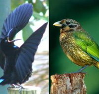 Chambers Wildlife Rainforest Lodges - Holiday Adelaide