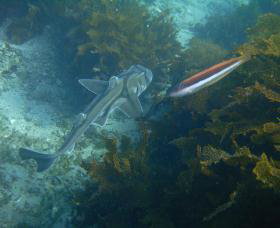 Honeymoon Bay - Holiday Adelaide 0