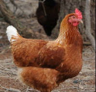 Avonmore Estate Biodynamic Winery - Holiday Adelaide