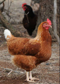 Avonmore Estate Biodynamic Winery - Holiday Adelaide 0