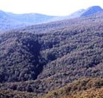 Callicoma Hill Eco-Cabins - Holiday Adelaide