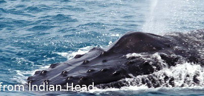 Fraser Island Fishing Units - Holiday Adelaide 5