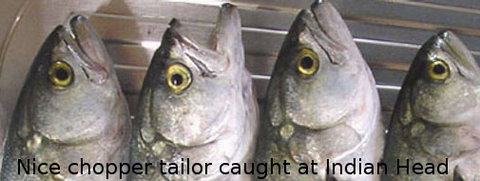 Fraser Island Fishing Units - Holiday Adelaide 6