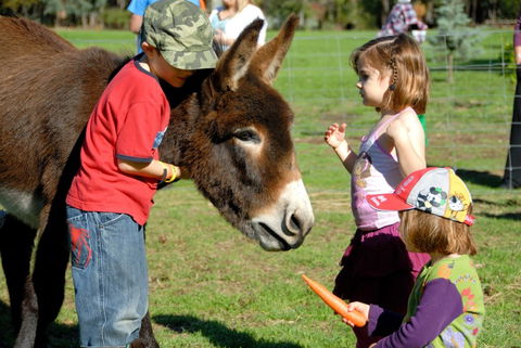 Diamond Forest Farm Stay - Holiday Adelaide 3