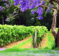 Bago Vineyards - Holiday Adelaide