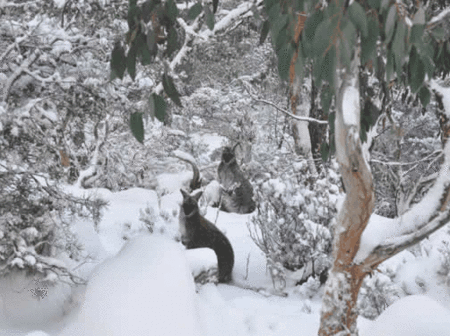 Blue Lake Lodge - Holiday Adelaide 1