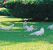 Aurora Kakadu - Holiday Adelaide