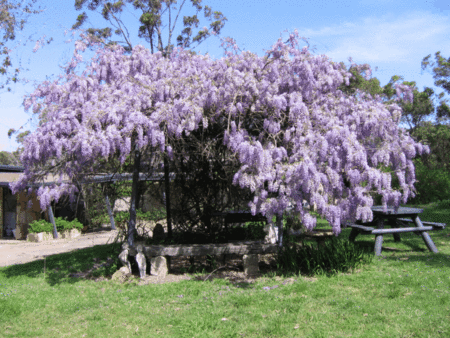 Studio Cottages Romantic Hideaway - Holiday Adelaide 5