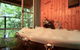 Tree Houses Of Montville - thumb 0