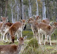 Lake Leake Chalet - Holiday Adelaide