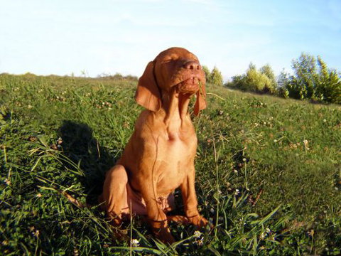 Wingham Pet Motel - Holiday Adelaide 0