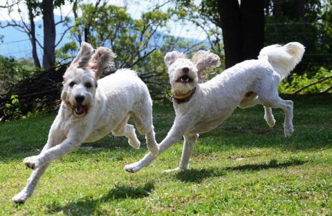 Wingham Pet Motel - Holiday Adelaide 4