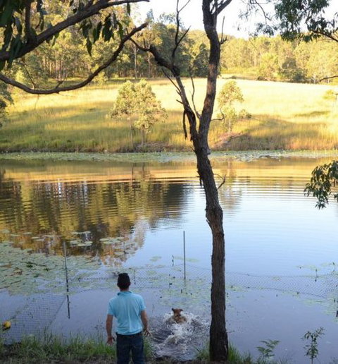 Wingham Pet Motel - Holiday Adelaide 7