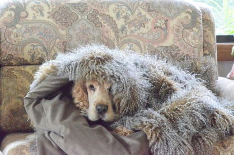 Wingham Pet Motel - Holiday Adelaide 8