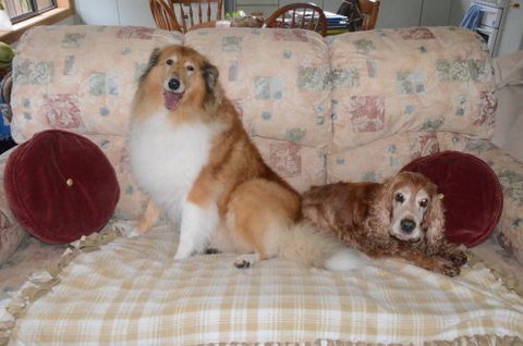 Wingham Pet Motel - Holiday Adelaide 9