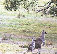 Kangaroo Ridge Retreat - Holiday Adelaide