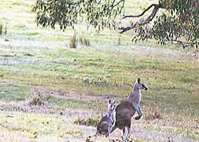 Kangaroo Ridge Retreat - Holiday Adelaide 0