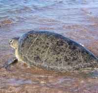 Mackerel Islands - Holiday Adelaide