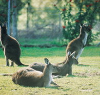 Tangkuinya - Holiday Adelaide