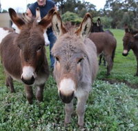 Donkey Tales Farm Cottages - Holiday Adelaide