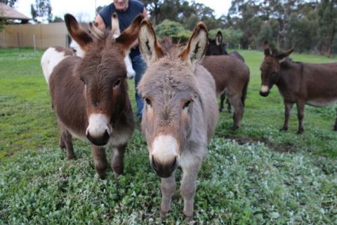Donkey Tales Farm Cottages - Holiday Adelaide 0