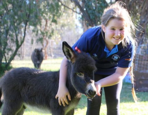 Donkey Tales Farm Cottages - Holiday Adelaide 1