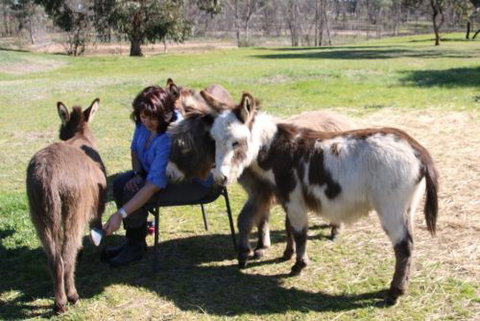Donkey Tales Farm Cottages - Holiday Adelaide 2