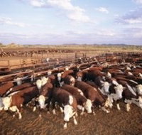 Bond Springs Outback Retreat - Holiday Adelaide