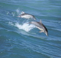 Seachange - Holiday Adelaide