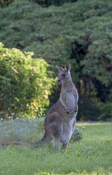 Ninderry Manor Luxury Retreat - Holiday Adelaide 15