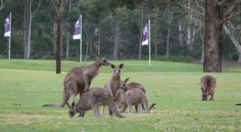 Riverside Oaks Golf Resort - Holiday Adelaide 8