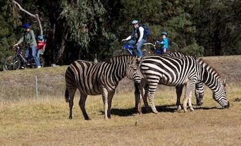 Zoofari Lodge, Taronga Western Plains Zoo - Holiday Adelaide 8