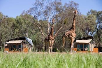 Zoofari Lodge, Taronga Western Plains Zoo - Holiday Adelaide 13