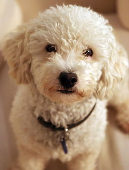 Aaron Cottage - Holiday Adelaide 10