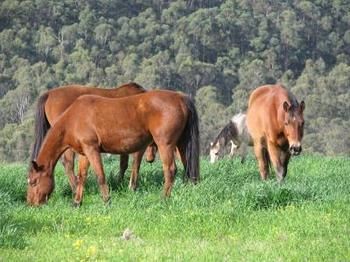 Hill Top Country Guest House - Holiday Adelaide 2
