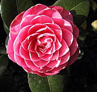 Cloverlea Gardens Bed and Breakfast - Holiday Adelaide