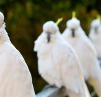 Aireys Inlet Getaway Resort - Holiday Adelaide