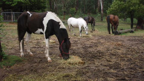 Buller Basecamp Retreat - Holiday Adelaide 4