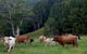 Mooyabil Farm Holidays - thumb 3