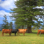 Shearwater Scenic Villas - Holiday Adelaide 6