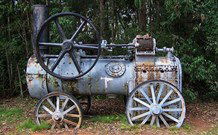 Dingo Forest NSW Holiday Adelaide