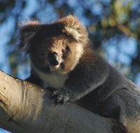 Bimbi Park Camping Under Koalas - Holiday Adelaide
