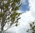 Glen Villa Resort and Tourist Park Casino - Holiday Adelaide
