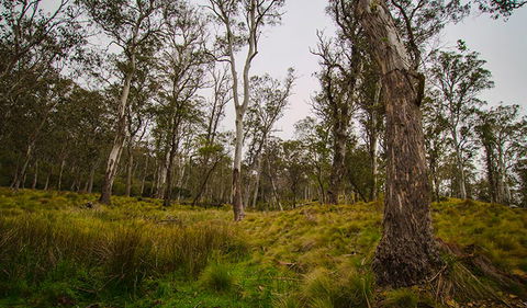 Gummi Falls Campground - Holiday Adelaide 1