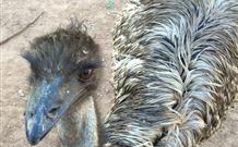 Warrawong On The Darling - Holiday Adelaide 4